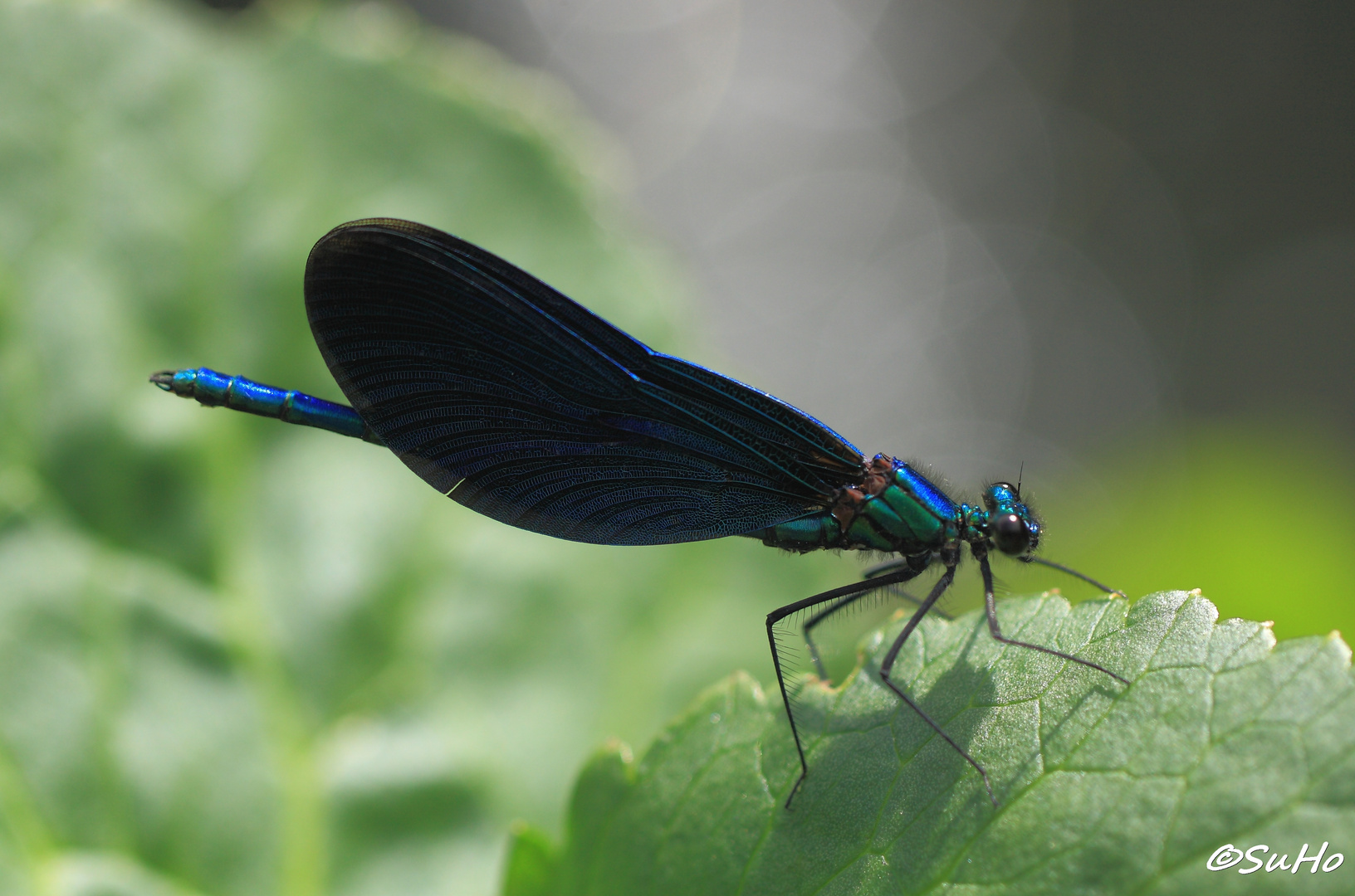 Blauflügel Prachtlibelle