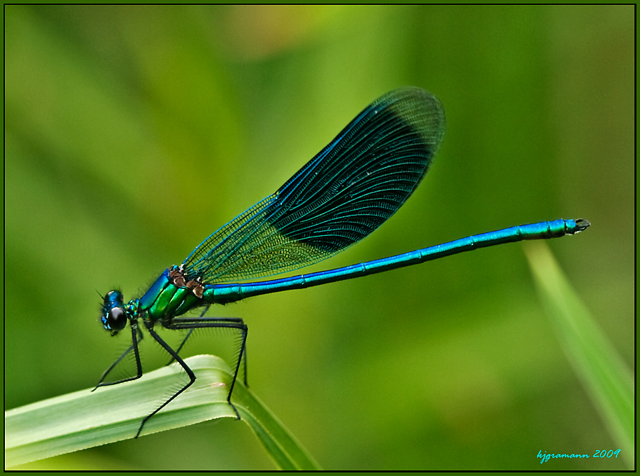 blauflügel prachtlibelle.....