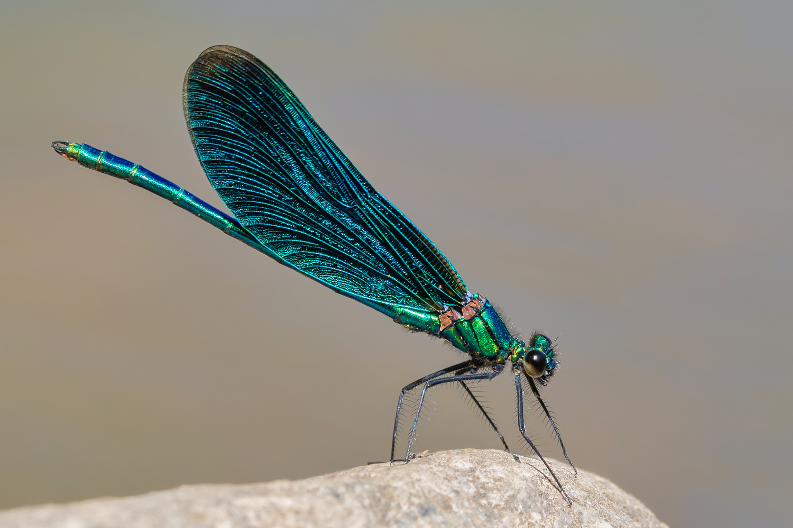 Blauflügel Prachtlibelle