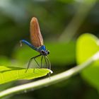 Blauflügel Prachtlibelle