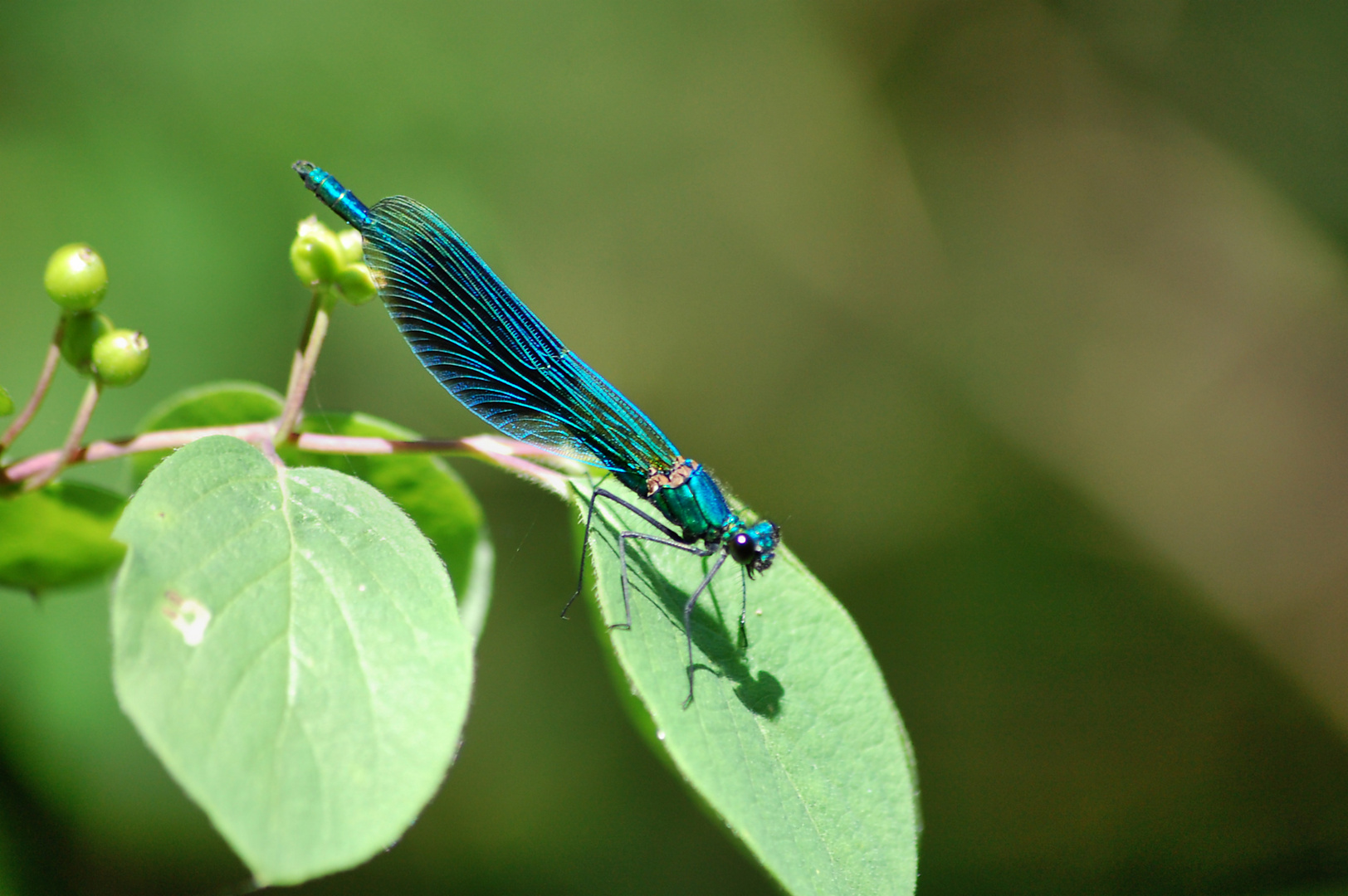 Blauflügel Prachtlibelle