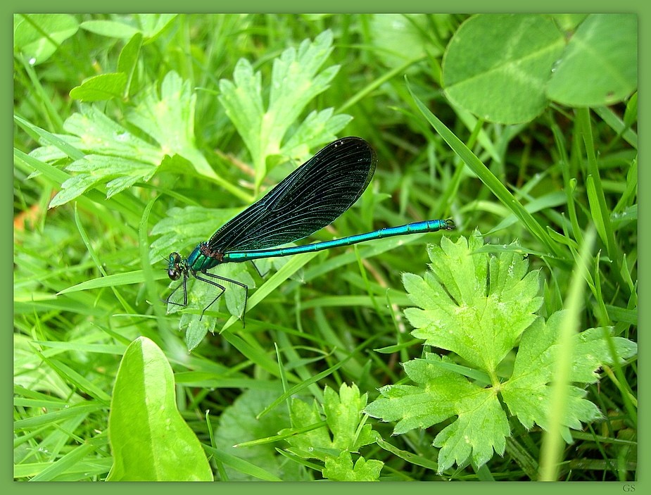 Blauflügel Prachtlibelle