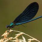 Blauflügel Prachtlibelle