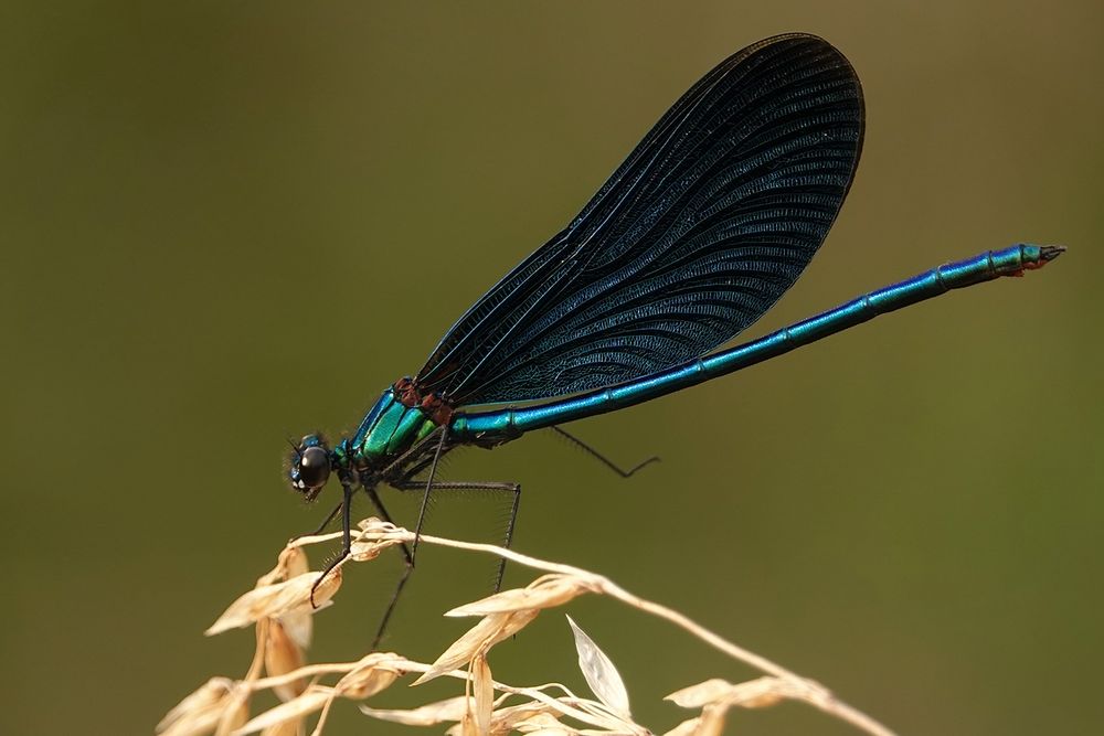 Blauflügel Prachtlibelle