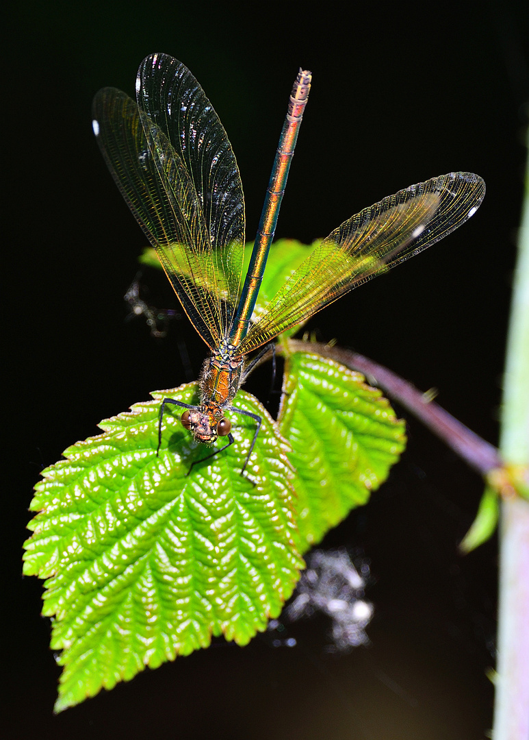 Blauflügel Prachtlibelle fem., (Calopteryx virgo), Beautiful demoiselle, Caballito del diablo azul