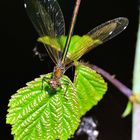 Blauflügel Prachtlibelle fem., (Calopteryx virgo), Beautiful demoiselle, Caballito del diablo azul