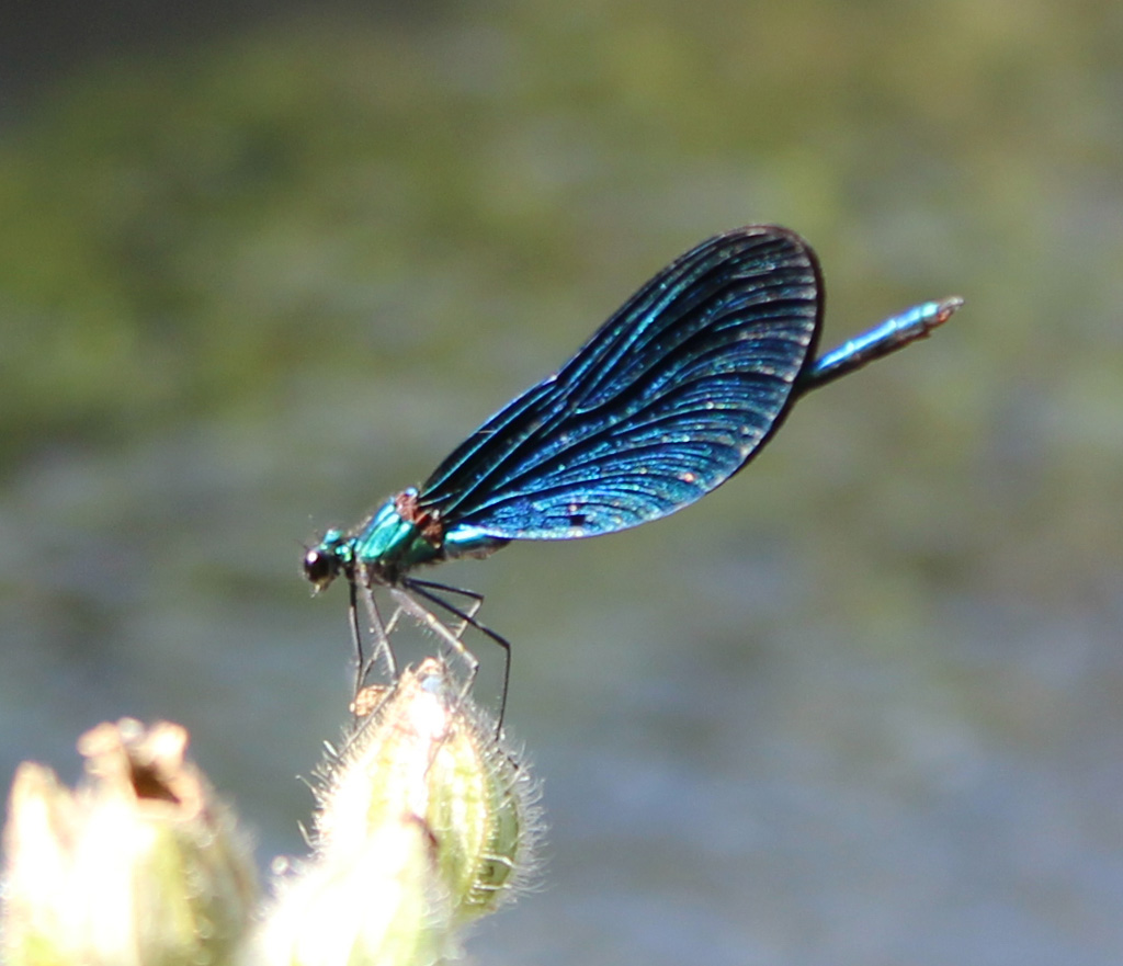 Blauflügel Prachtlibelle