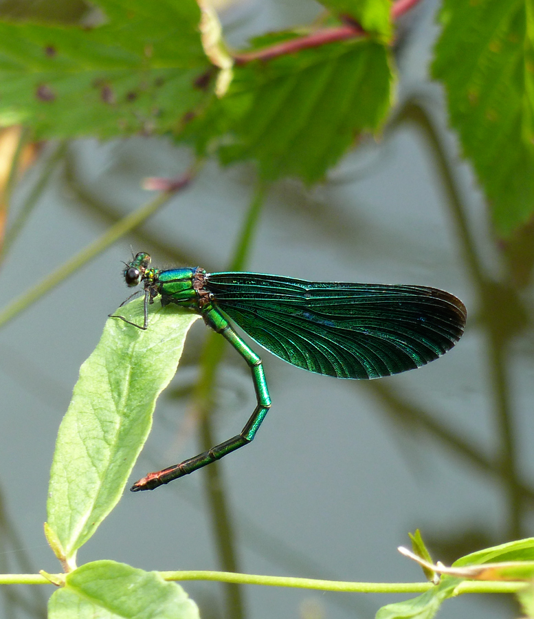 Blauflügel-Prachtlibelle ( Galopterixvirgo)