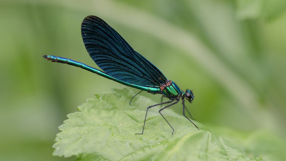 blauflügel prachtlibelle m.