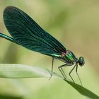 blauflügel prachtlibelle m.