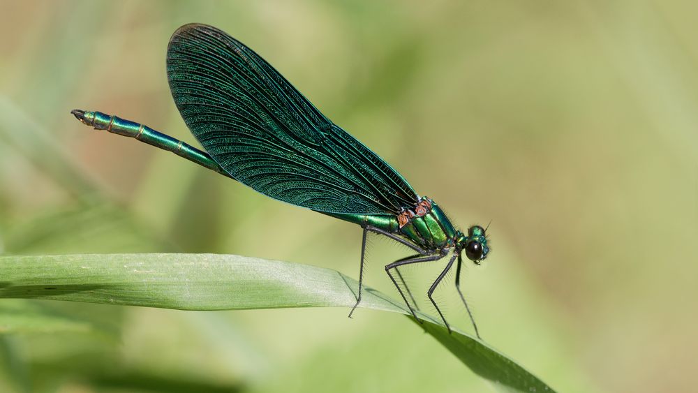 blauflügel prachtlibelle m.