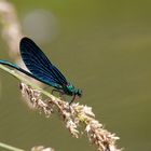 Blauflügel-Prachtlibelle (m) ...