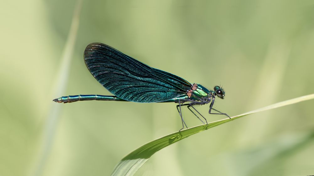 blauflügel prachtlibelle m.