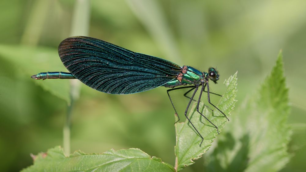 blauflügel prachtlibelle m.