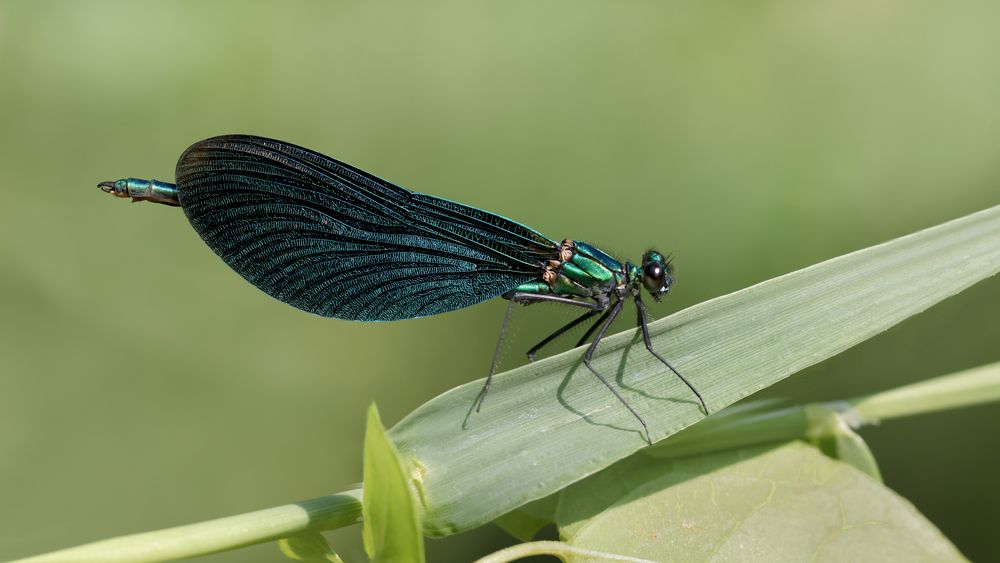 blauflügel prachtlibelle m.