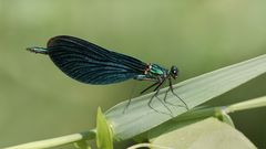 blauflügel prachtlibelle m.