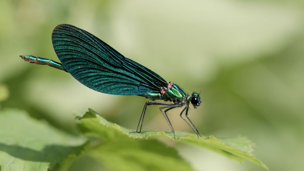 blauflügel prachtlibelle m.