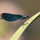 Blauflügel-Prachtlibelle (M) / Calopteryx virgo (ND)