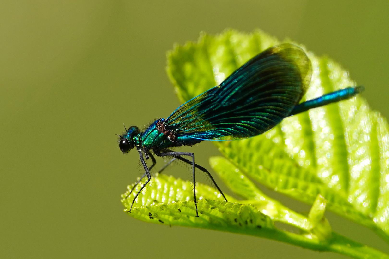 Blauflügel-Prachtlibelle Männchen