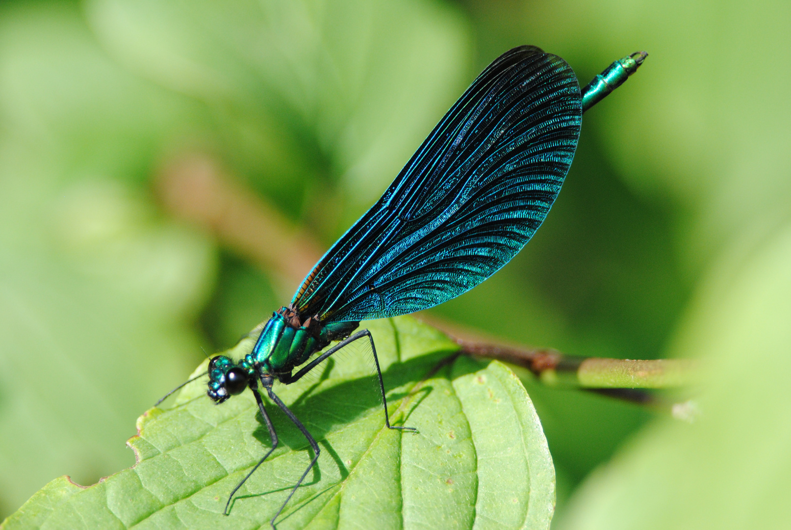 Blauflügel-Prachtlibelle, Männchen