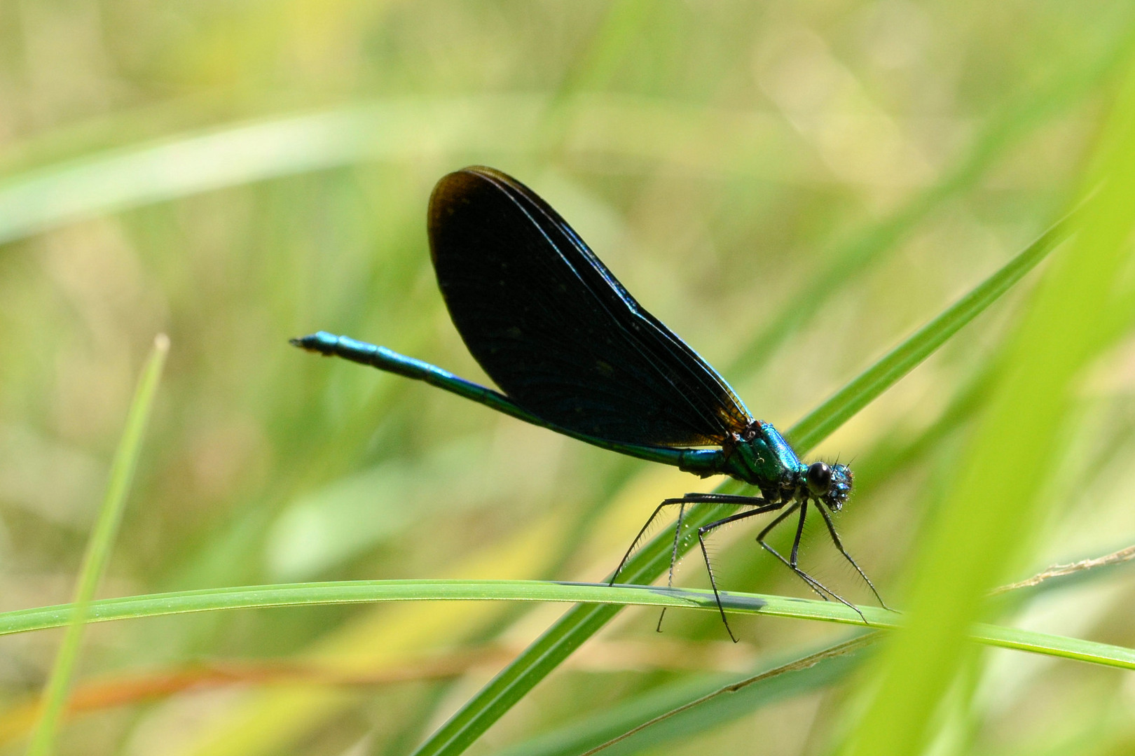 Blauflügel-Prachtlibelle männchen (Calopteryx virgio)DSC_4638