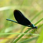 Blauflügel-Prachtlibelle männchen (Calopteryx virgio)DSC_4638