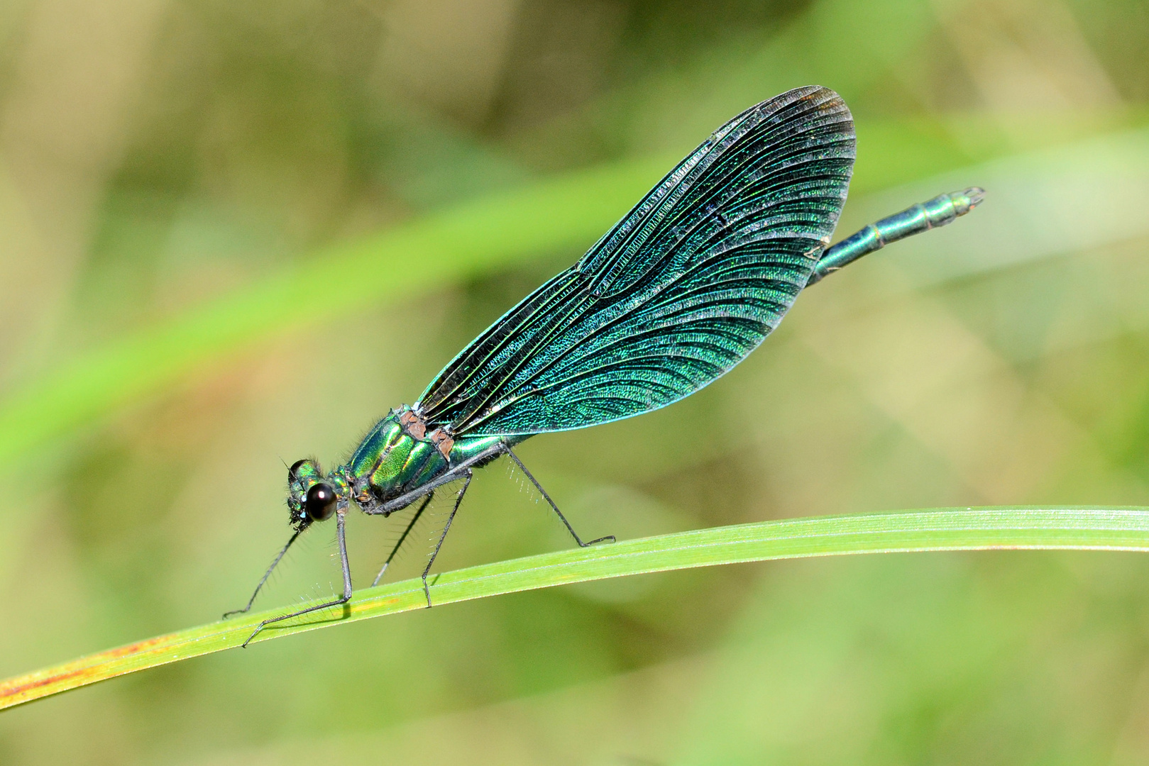 Blauflügel-Prachtlibelle männchen (Calopteryx virgio)DSC_4648