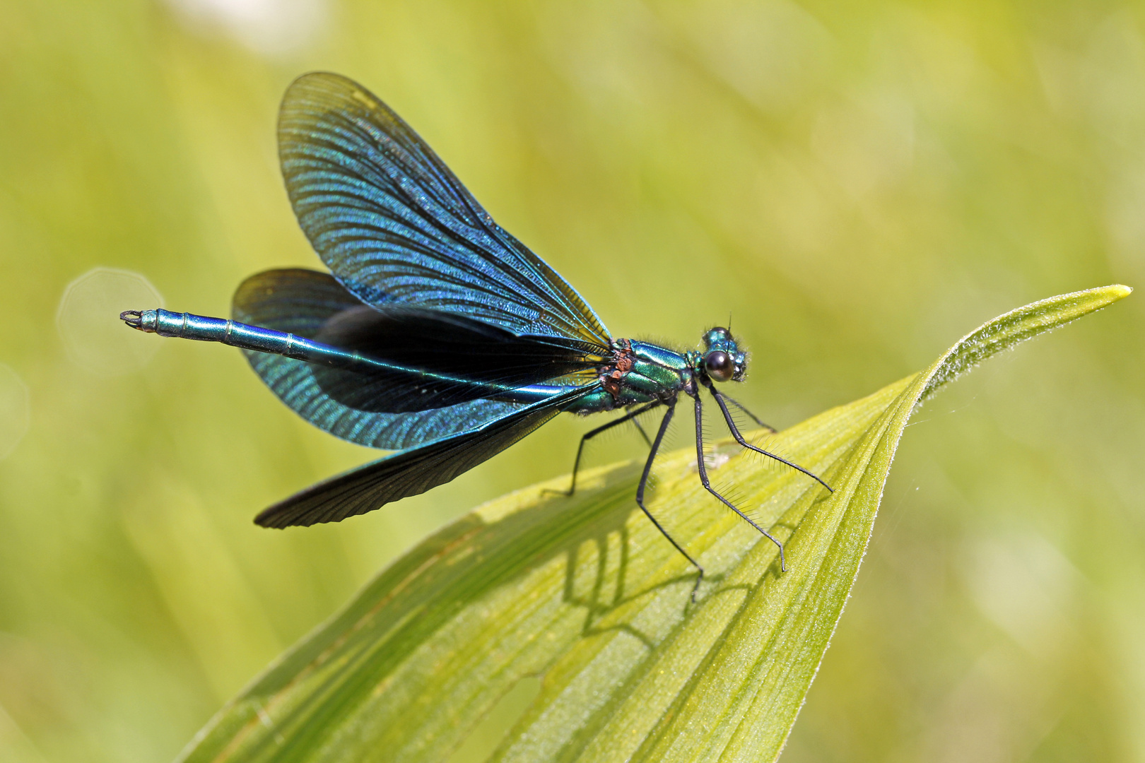 Blauflügel-Prachtlibelle-Männchen (Calopteryx virgo)