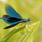 Blauflügel-Prachtlibelle-Männchen (Calopteryx virgo)