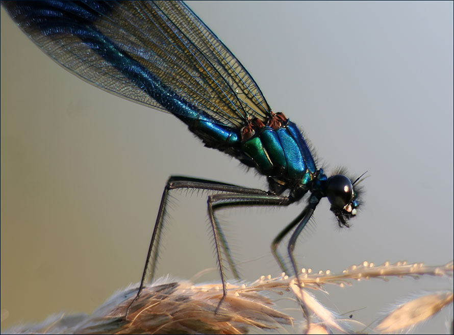 Blauflügel-Prachtlibelle (männlich)