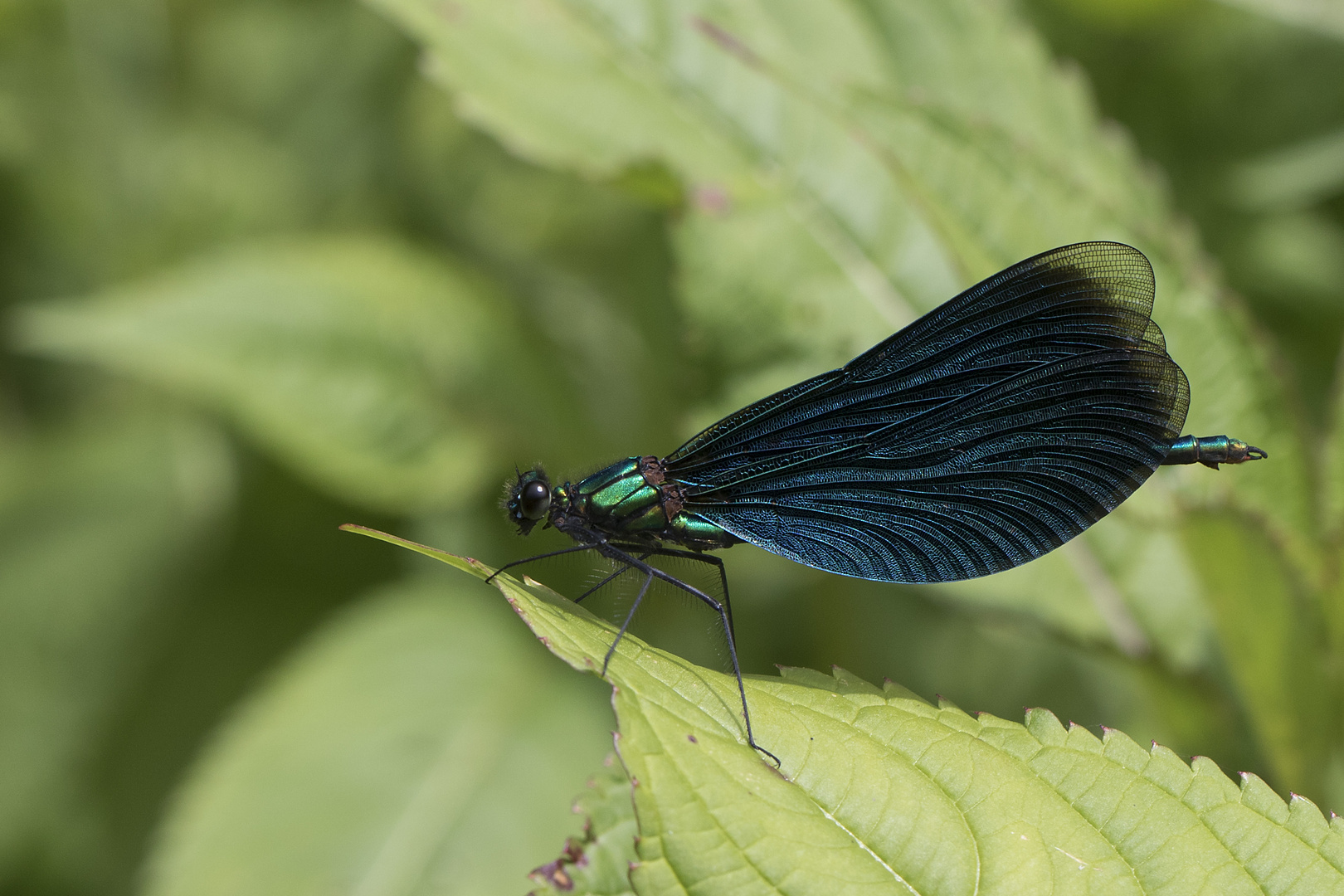 Blauflügel Prachtlibelle, männlich