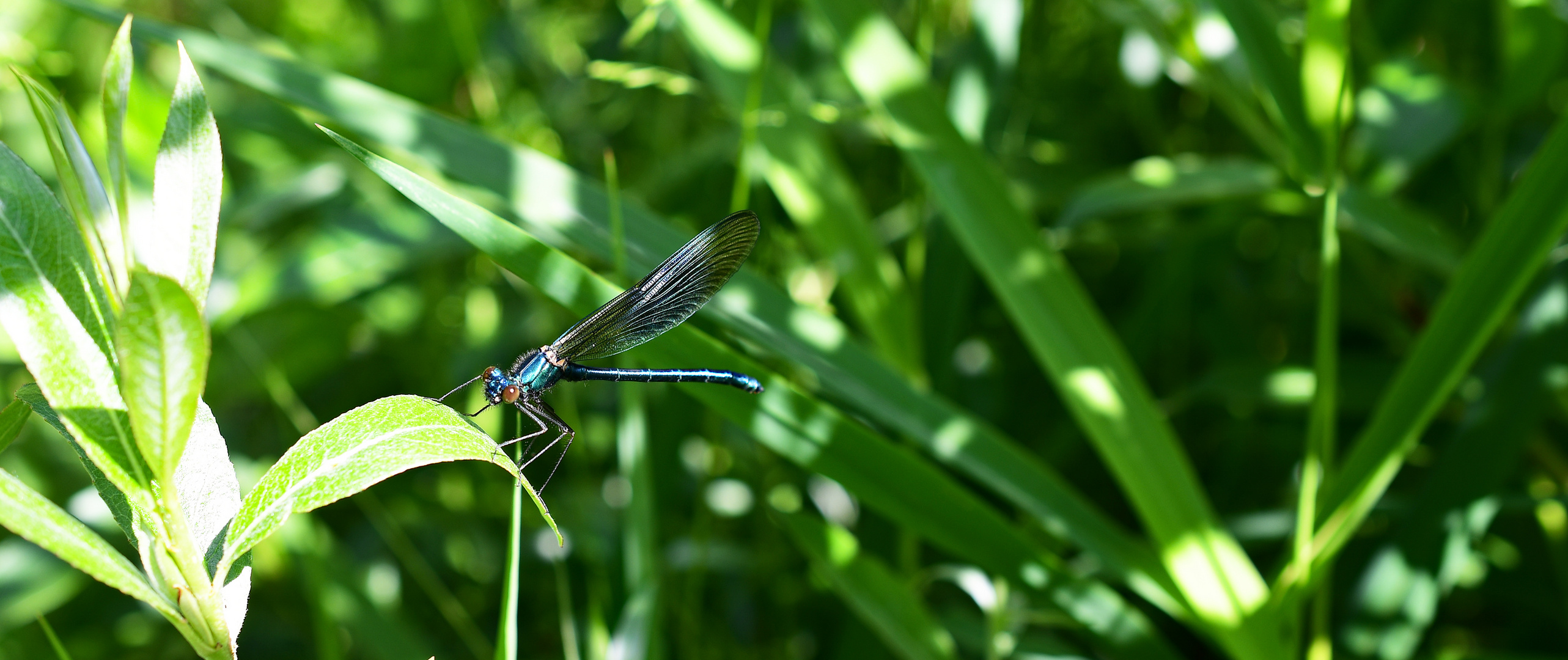 Blauflügel Prachtlibelle (männlich)