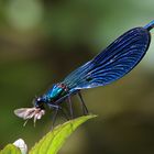 Blauflügel-Prachtlibelle mit Imbiss