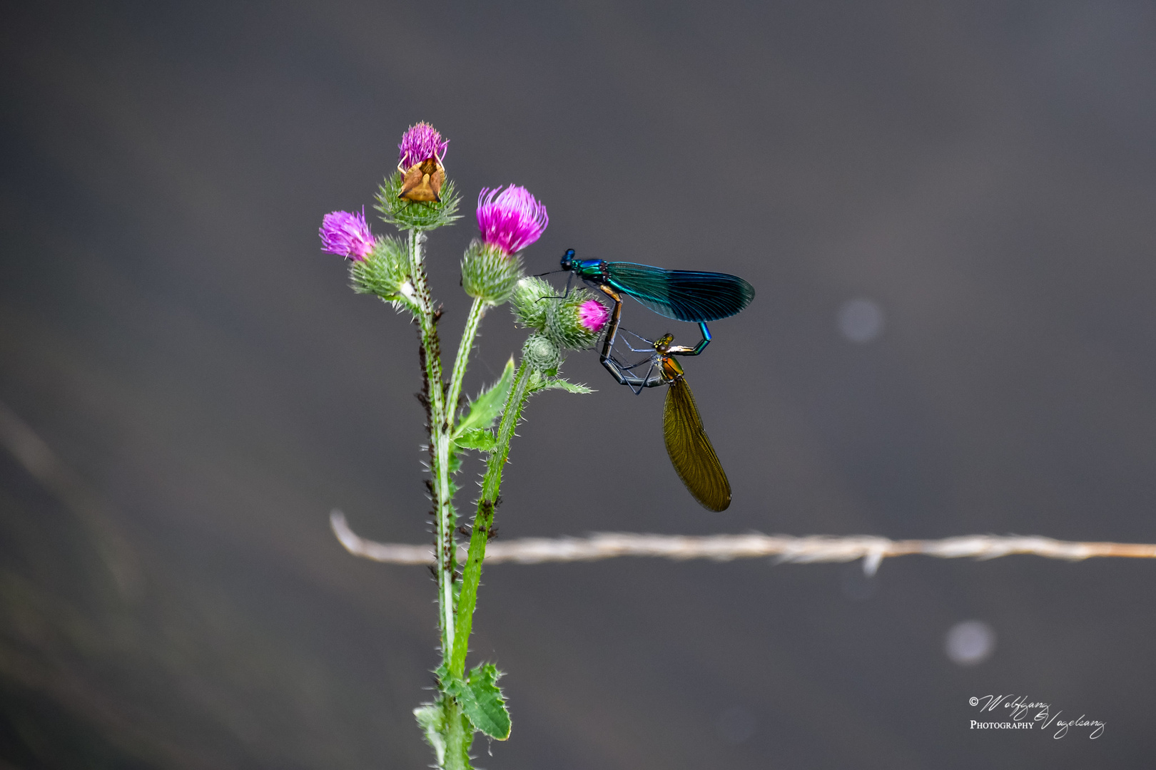 Blauflügel-Prachtlibelle mit Weibchen