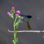 Blauflügel-Prachtlibelle mit Weibchen