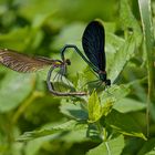 Blauflügel-Prachtlibelle, Paarungsrad