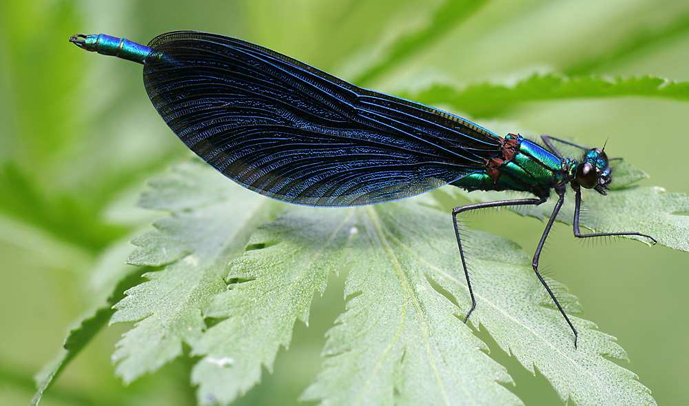 Blauflügel Prachtlibelle - rote Liste