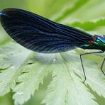 Blauflügel Prachtlibelle - rote Liste