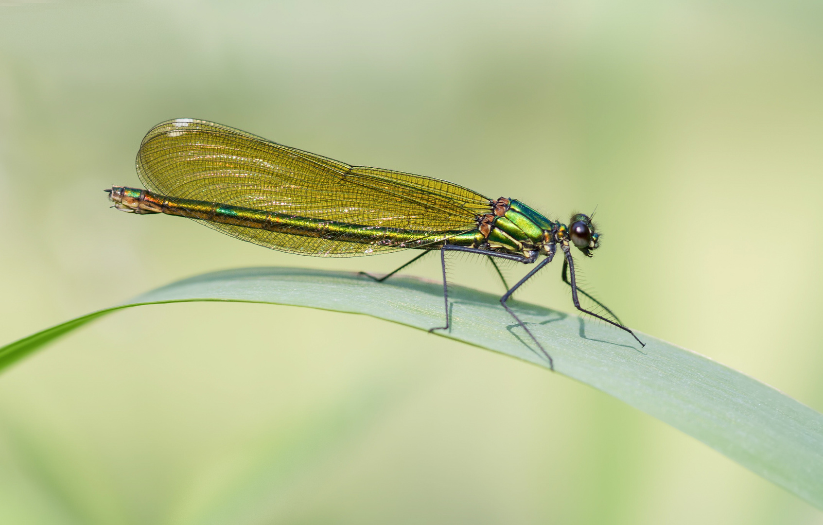 blauflügel prachtlibelle w.