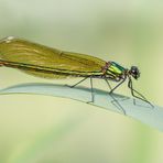 blauflügel prachtlibelle w.