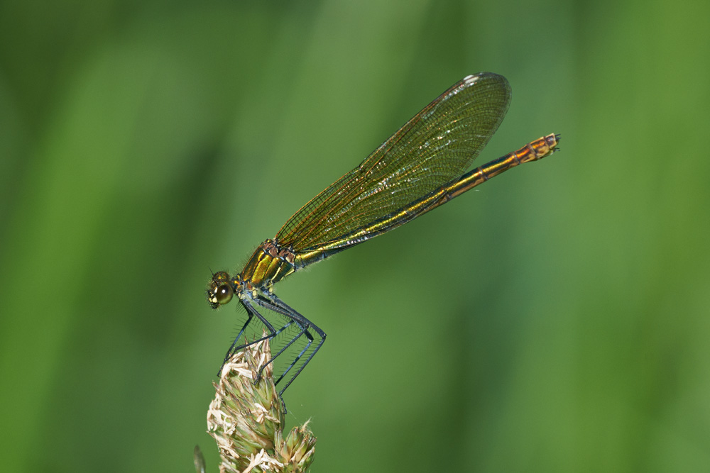 Blauflügel Prachtlibelle Weibchen 1