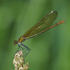 Blauflügel Prachtlibelle Weibchen 1