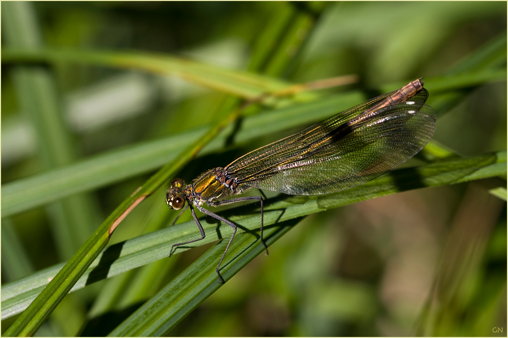 Blauflügel Prachtlibelle (Weibchen)