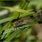 Blauflügel Prachtlibelle (Weibchen)