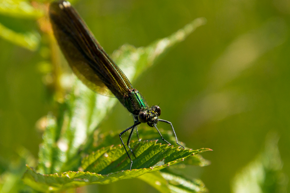 Blauflügel Prachtlibelle (Weibchen)