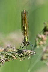 Blauflügel Prachtlibelle Weibchen 2