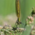 Blauflügel Prachtlibelle Weibchen 2