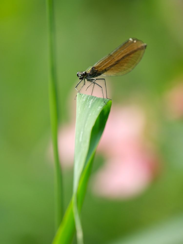 Blauflügel Prachtlibelle, Weibchen