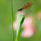 Blauflügel Prachtlibelle, Weibchen