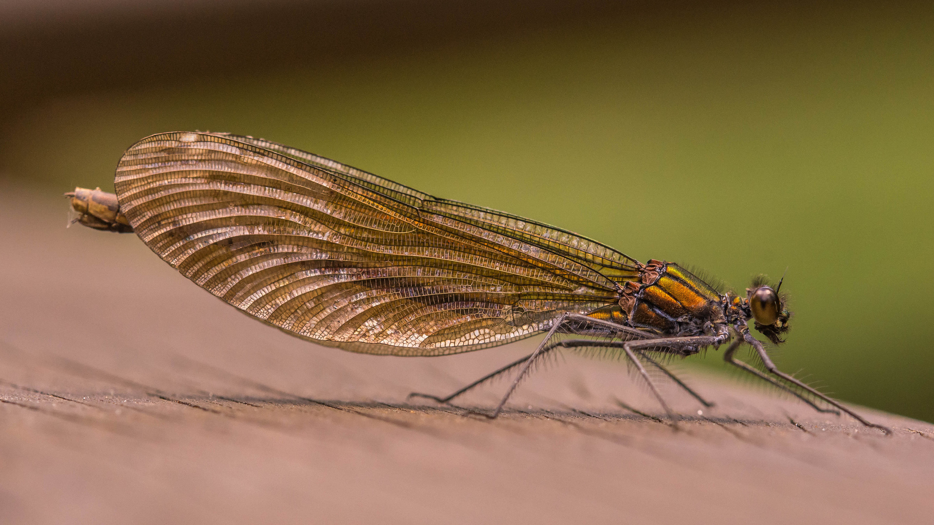 Blauflügel Prachtlibelle Weibchen